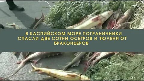 Рыба в каспийском море в дагестане