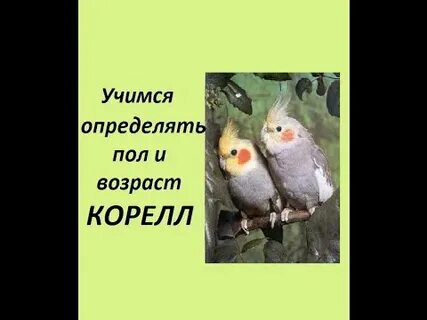 Корелла попугай мальчик как определить