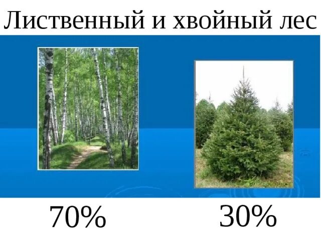 Число хвойных деревьев 9 16. Соотношение хвойных и лиственных лесов. сходства лиственных и хвойных лесов. соотношение хвойных и лиственных лесов на планете?. лиственные и хвойные деревья.