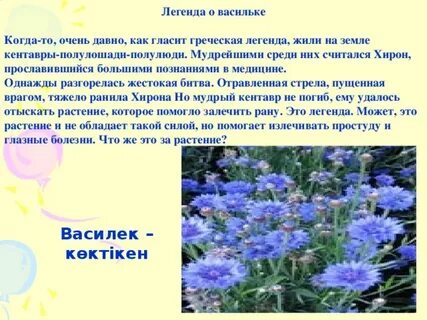 Предложение с васильком