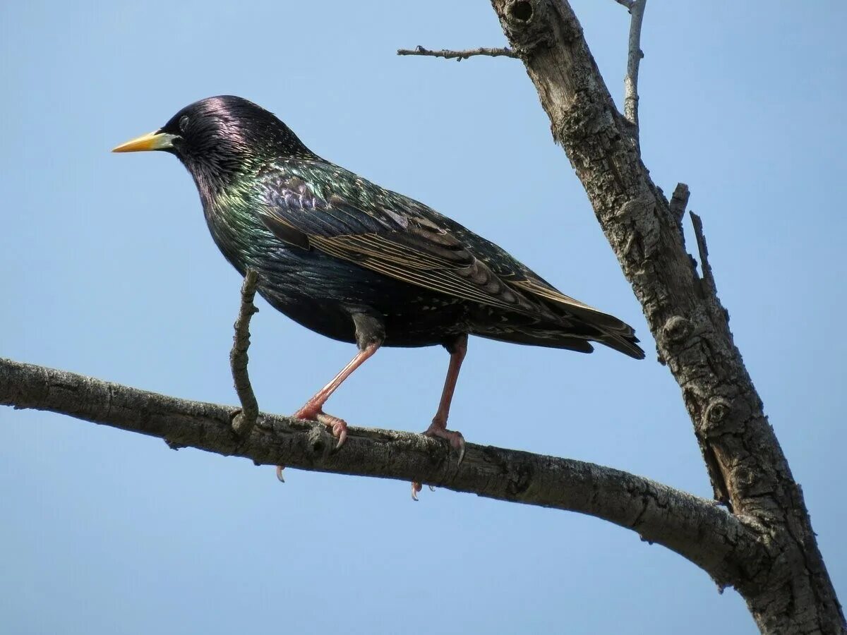 Обыкновенный скворец (Sturnus vulgaris). Обыкновенный скворец Шпак. Гваделупский скворец. Желтогрудый скворец. Что такое скворец