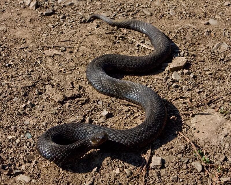 горный уж. обыкновенный уж. степная гадюка (vipera renardi). песчаная эфа. полоз гадюка кавказская.