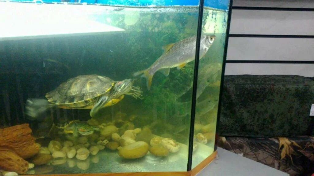Какую рыбу можно черепахам