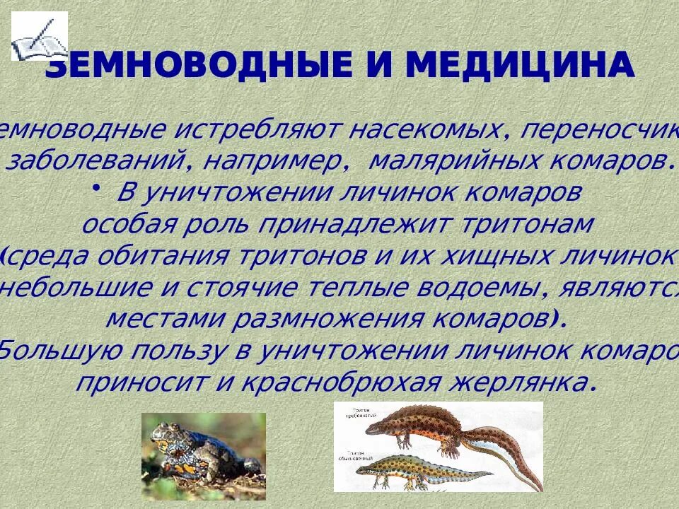 Доклад по биологии земноводные. Презентация про земноводных. Сообщение на тему значение земноводных. Земноводные животные презентация.