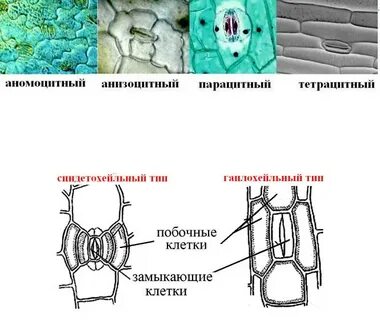 2 замыкающие клетки