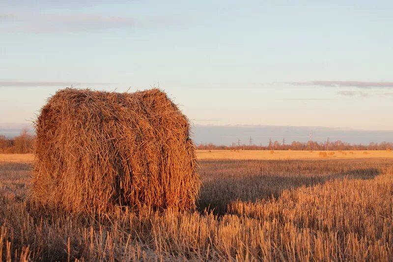 Осеннее сено