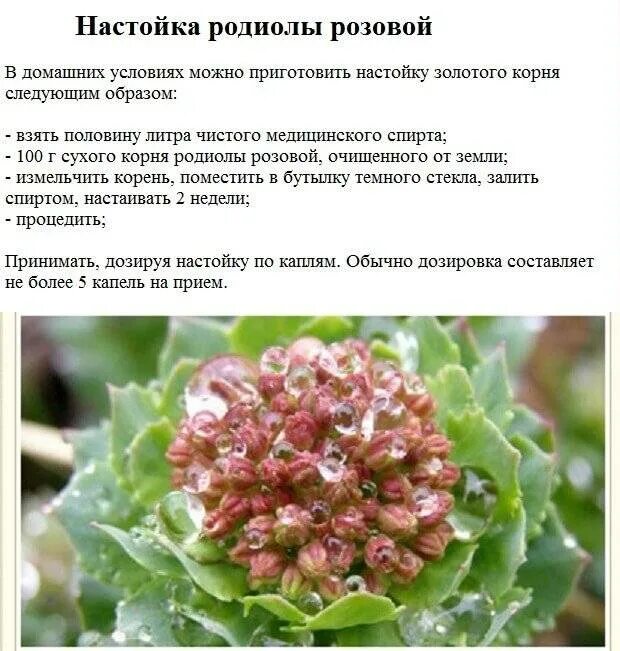 Родиола розовая Толстянковые. Родиолы розовой(золотого корня),. Корневища и корни родиолы розовой. Экстракт золотого корня родиолы розовой.