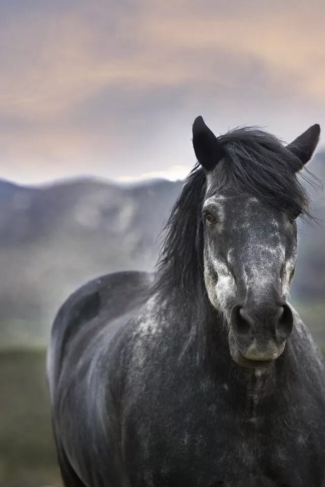 Современная лошадь. Жизнь лошадей. Лошади зимой красивые фото. Лошадь россии сегодня. Сейчас лошади.