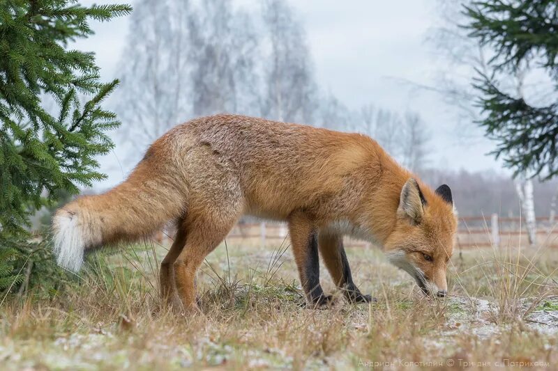 Лис Патрикей заповедник Брянский лес. Животный мир заповедника Брянский лес. Брянский лес заповедник лисы. Беловежская пуща лиса.