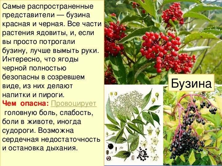 Почему у многих кустарников плоды красного цвета