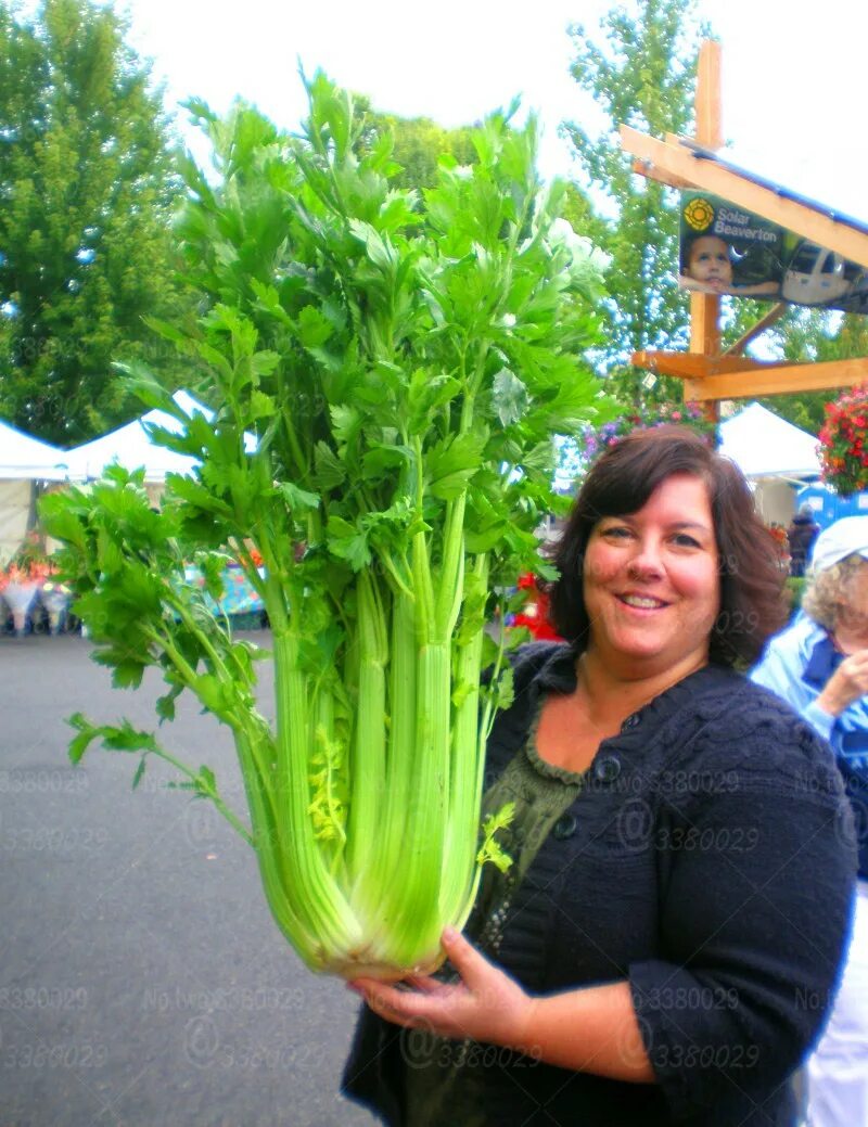 Сельдерей вкус. Сельдерей польза для волос. Корень от черешкового сельдерея. Сельдерей черешковый танго. Суперовощ.