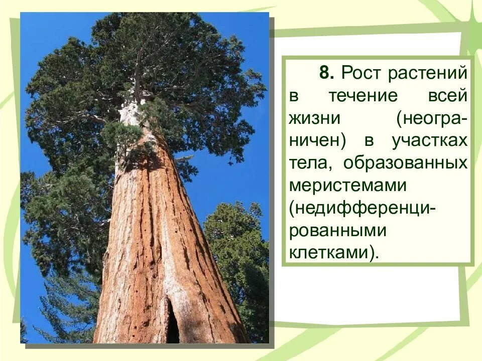 Секвойя самое высокое дерево. Секвойя Гипперион. Секвойя дерево описание. Секвойя Северной Америки. Секвойя природная зона северной америки