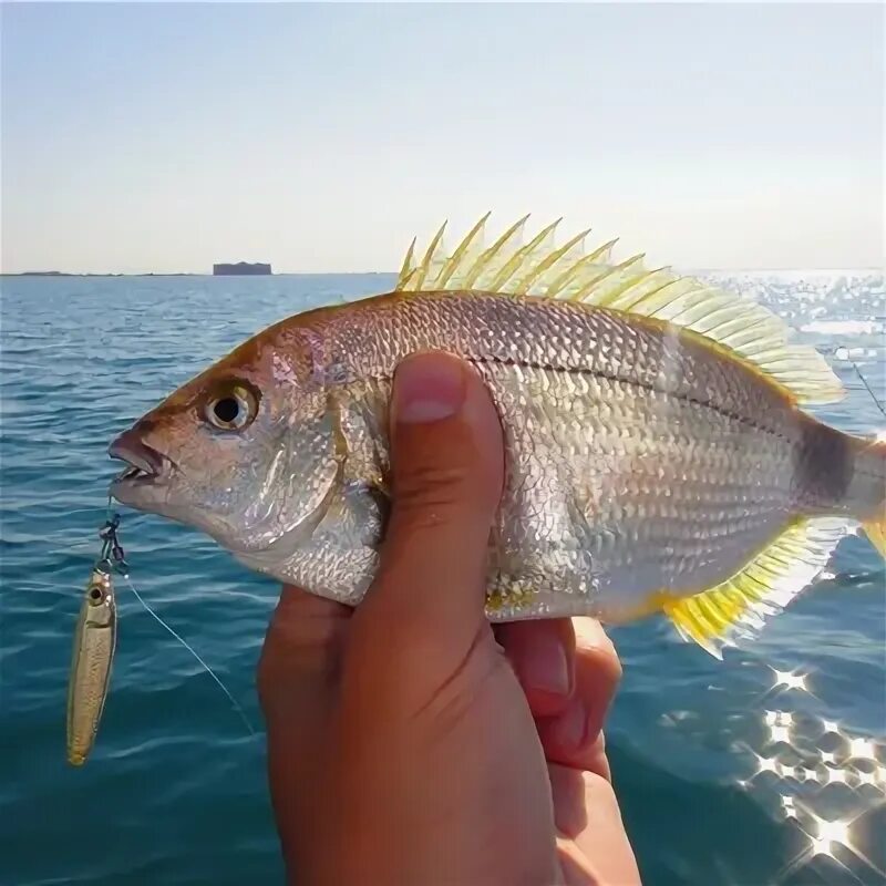 Рыбы черного моря. Черноморская рыба. Черноморская рыбка. Рыбы черного моря в Крыму.