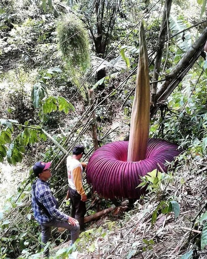 Huge plants. Аморфофаллус титанический. Цветок Аморфофаллус гигантский. Аморфофаллус титанический цветок. Змеиная Пальма Аморфофаллус.