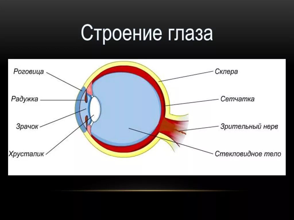 Глаз человека для детей. Роговица зрачок хрусталик. Строение глаза зрачок роговица хрусталик. Роговица радужка зрачок строение. Роговица хрусталик сетчатка.