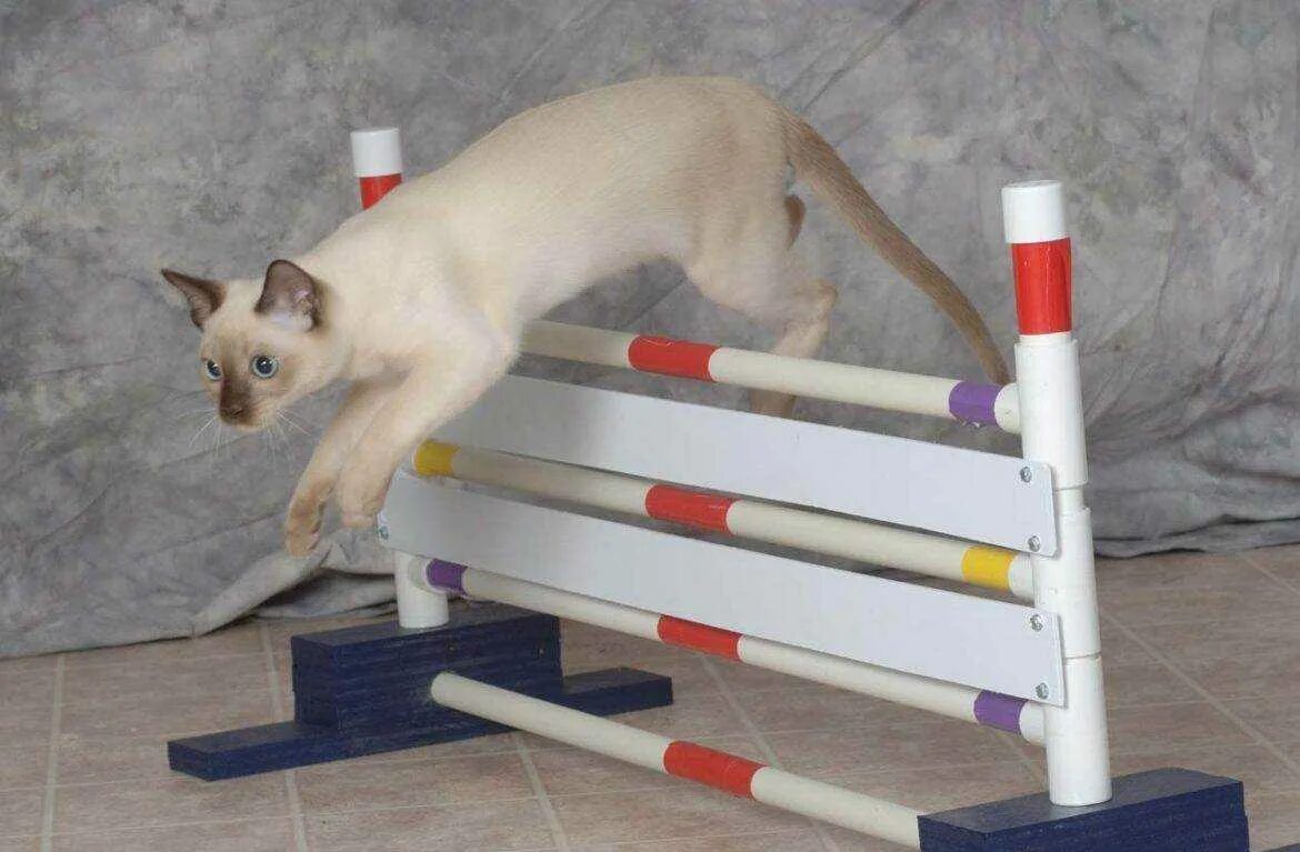 Дрессировка кошек. Препятствия для котов. Тренировка на кошках. Кот на тренировке.