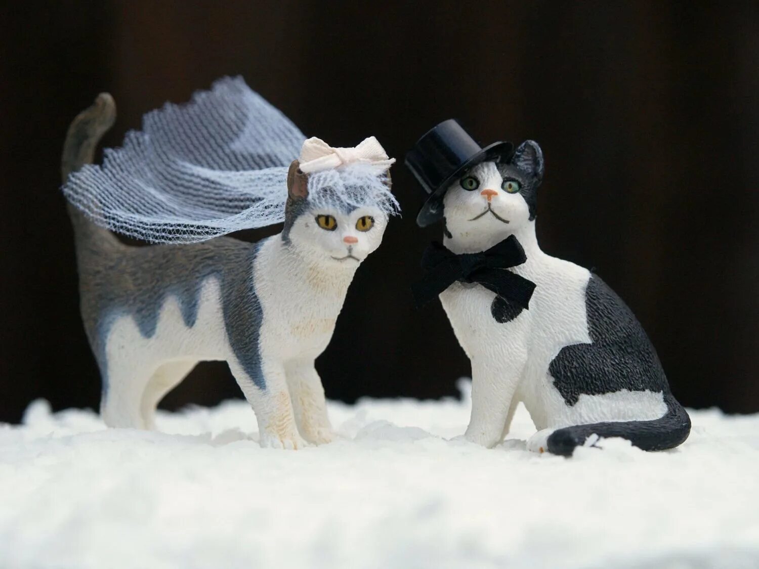 Свадебные коты. Коты в свадебных нарядах. Котики жених и невеста. Кошка невеста.