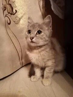 Кошки елец