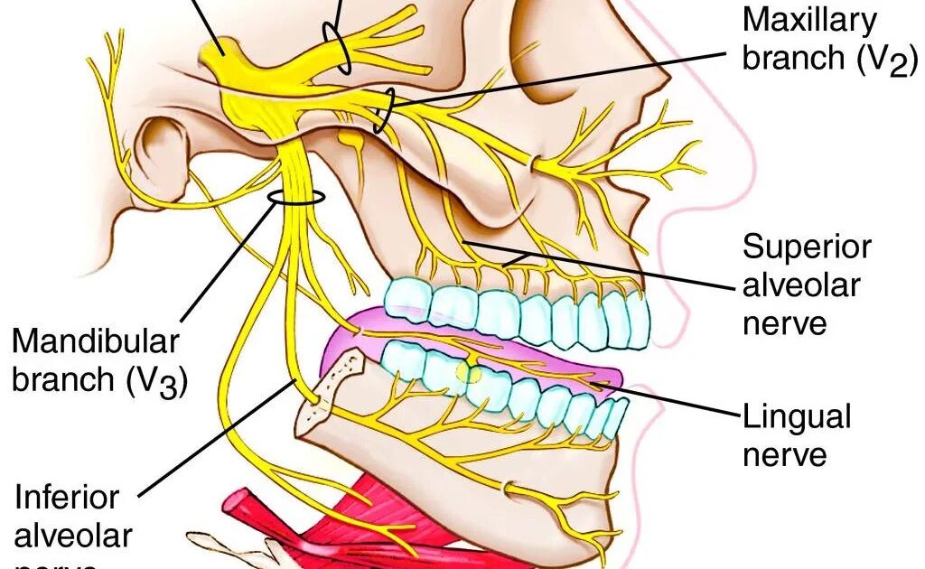 Тройничный нерв анатомия воспаление. Тройничный и лицевой нервы анатомия. Тройничный нерв Неттер. Анатомия человека тройничный нерв.