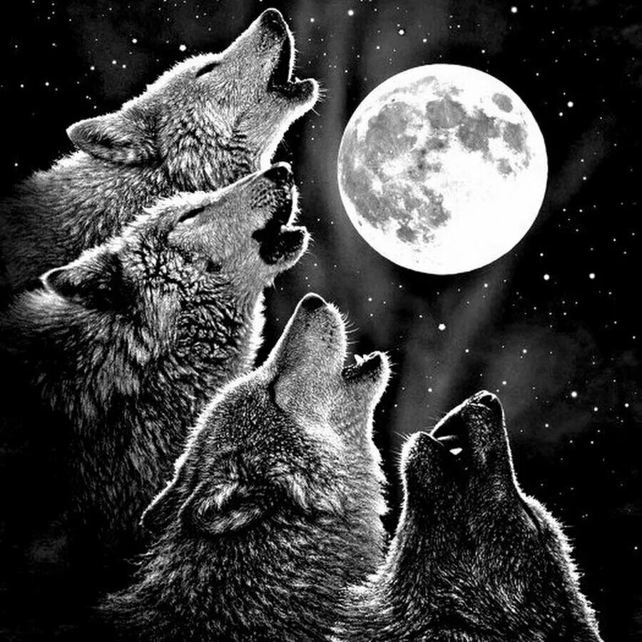 Воющий волк. Волк и Луна. Волк воет на луну. Волчонок воет.