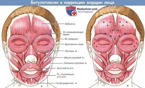 Мышца ботокса