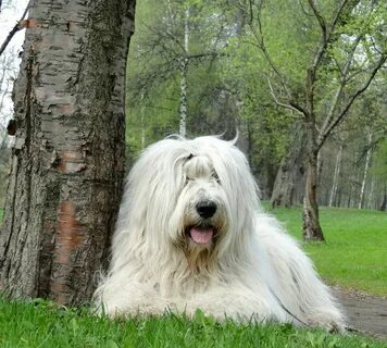Собака с большой шерстью