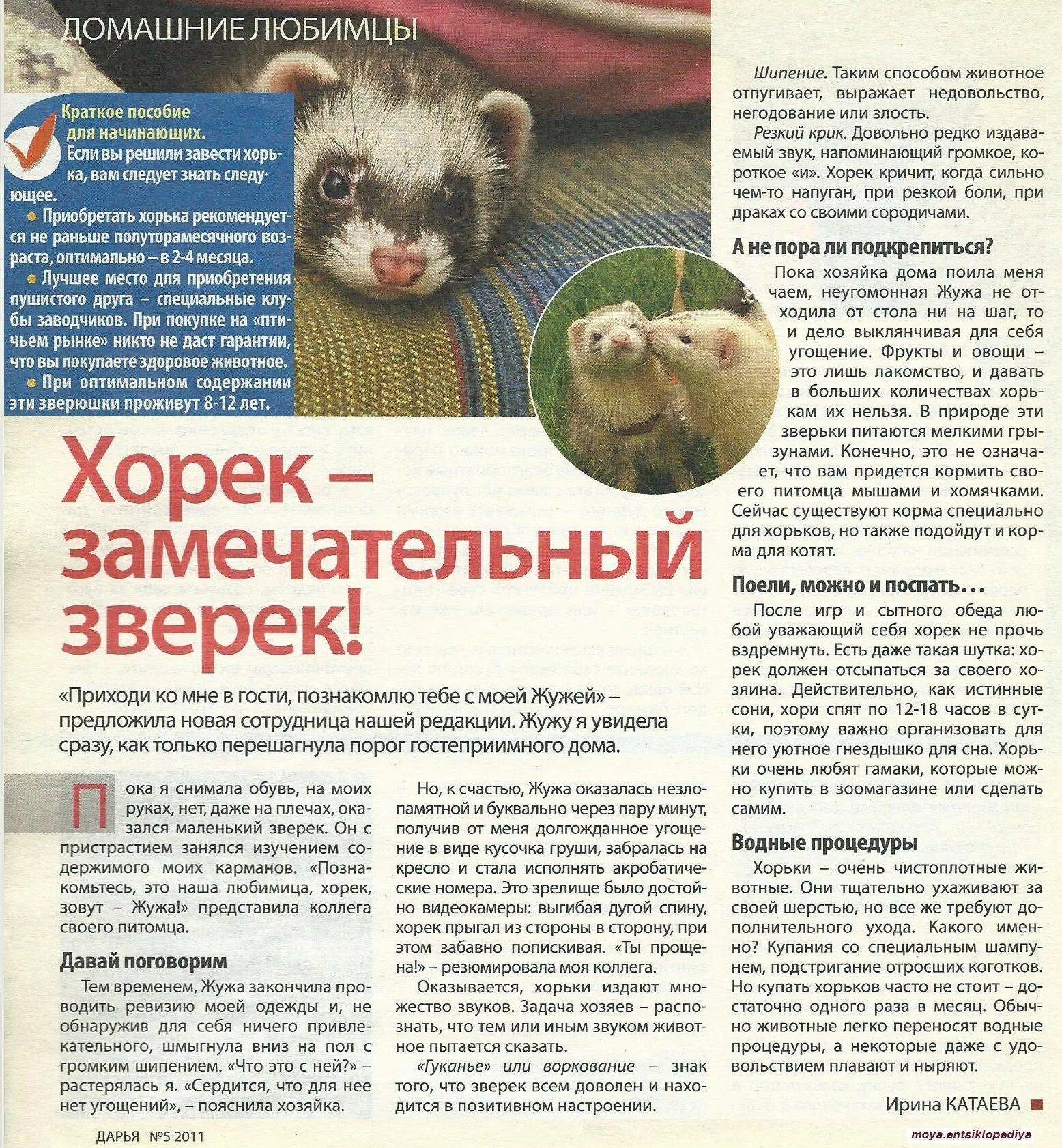 Хонорик животное. Хорек издает звуки. Звук хорька слушать. Соня хорек. Какие бывают породы хорьков.