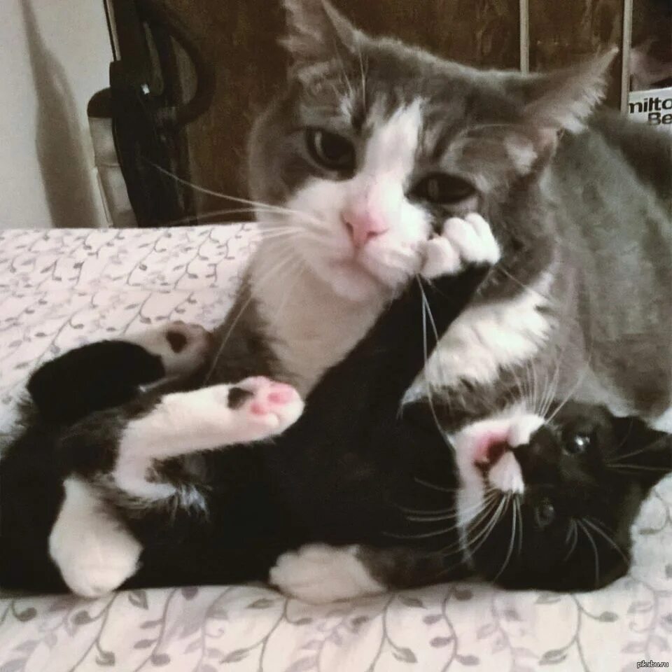 Котята с мамой. Котята демотиваторы. Котята юмор. Коты демотиваторы приколы. Забавные коты с подписями.