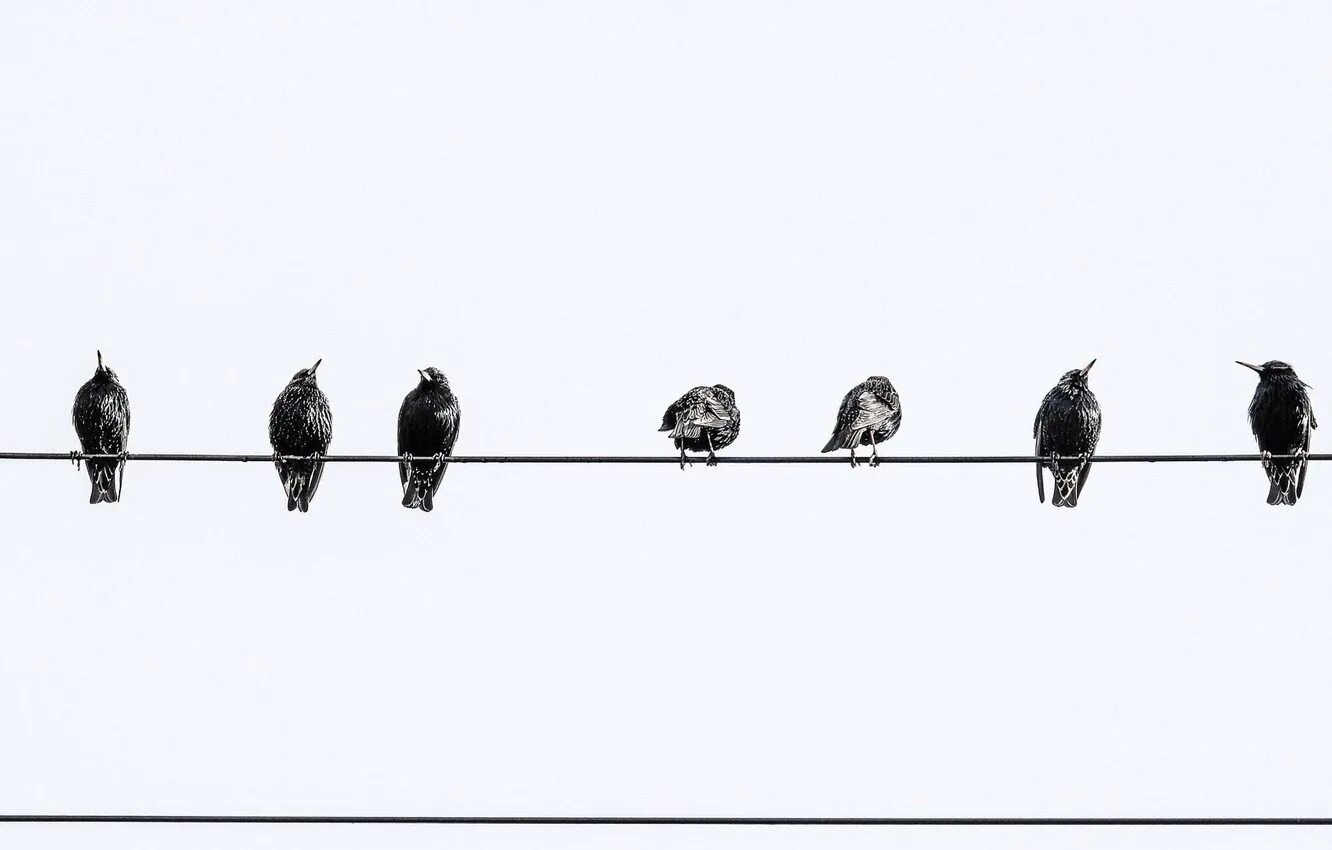 Удлинить картинку. Птица Минимализм. Птицы на проводах. Птички на проводе. Птицы на проводах рисунок.