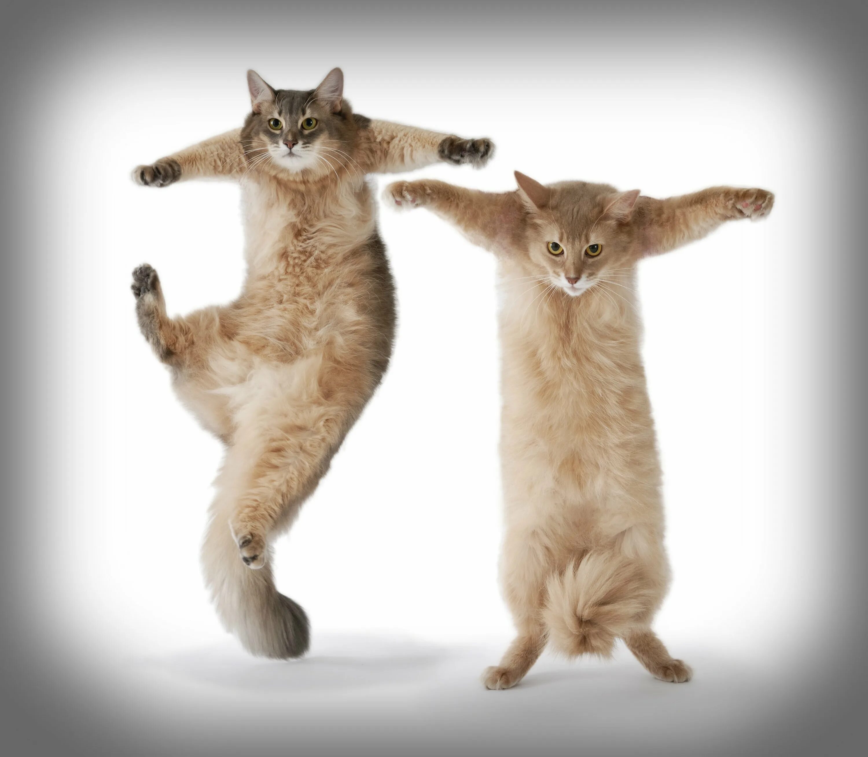 Где котики танцуют. Танцующий кот. Кот танцует. Танцующие кошки. Кошка пляшет.