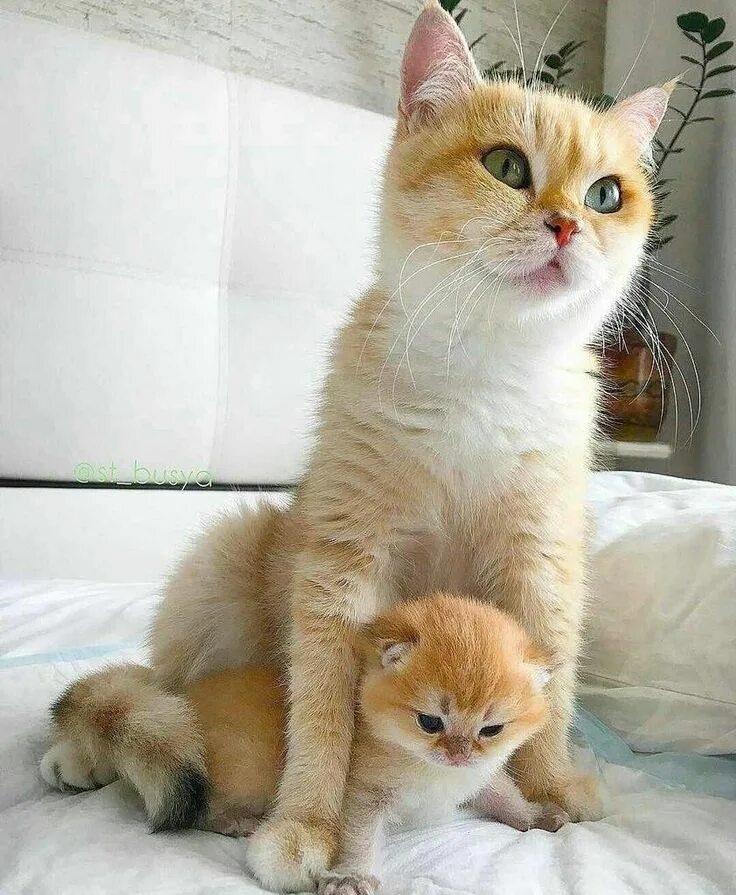 Рыжий котёнок. Маленькие котики. Милые кошечки. Забавные котята. Маленький котенок.