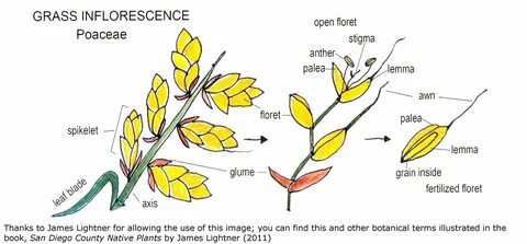 Plant guide