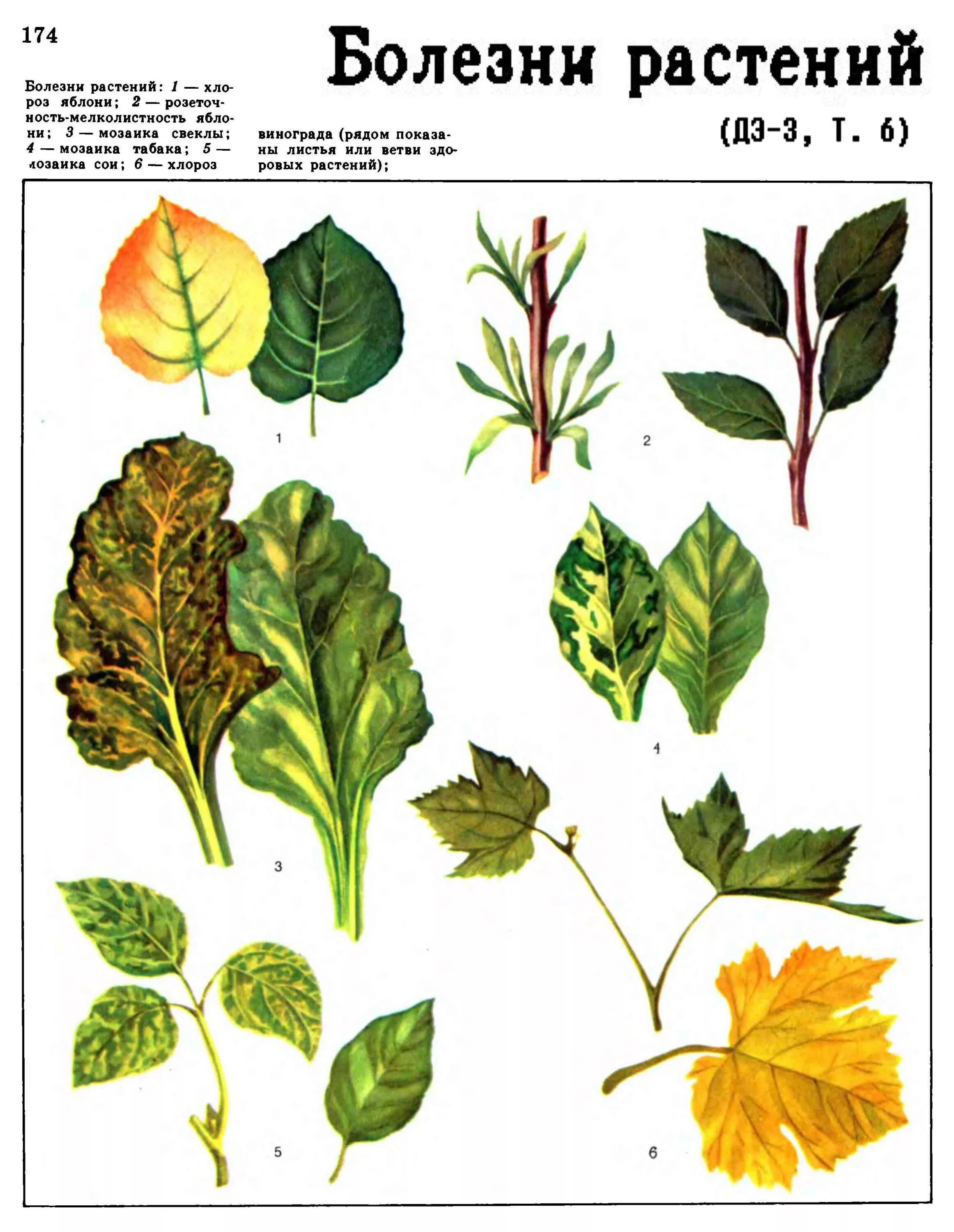 Таблица болезней растений листьев. Заболевания растений по листьям. Болезни растений названия. Болезни растений по картинке. Определение болезней растений