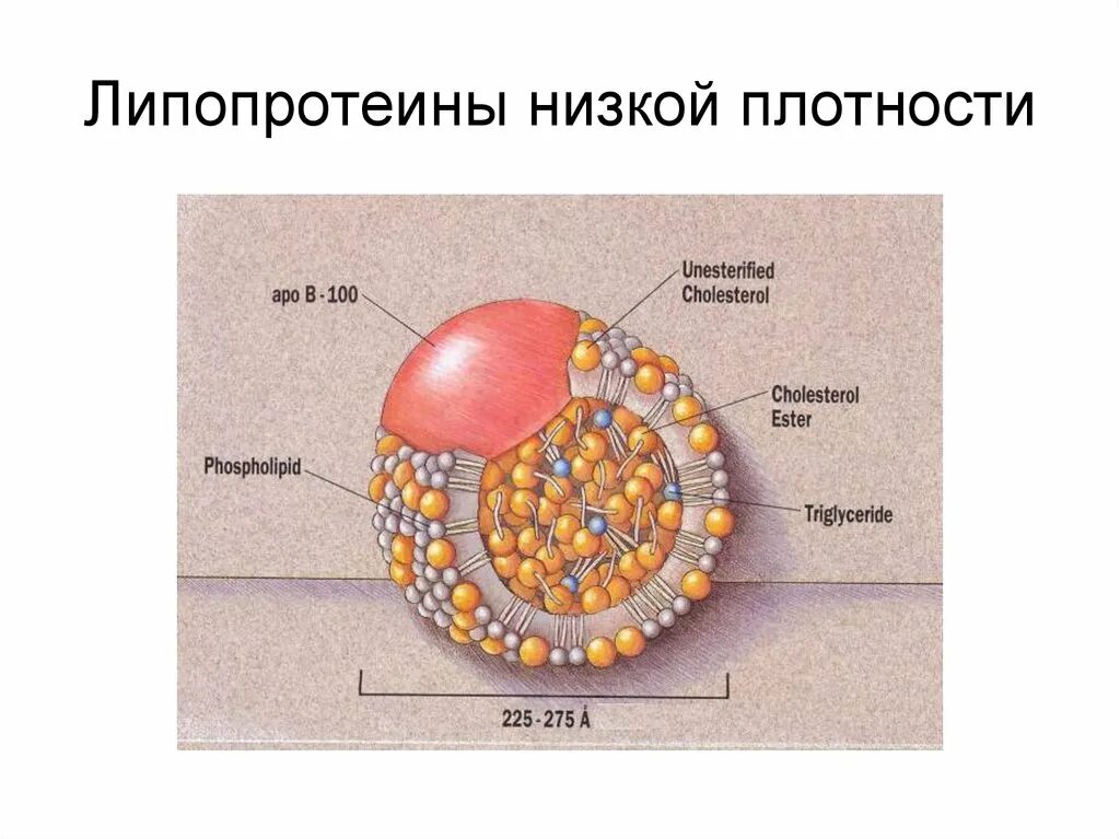 Липопротеины низкой плотности это