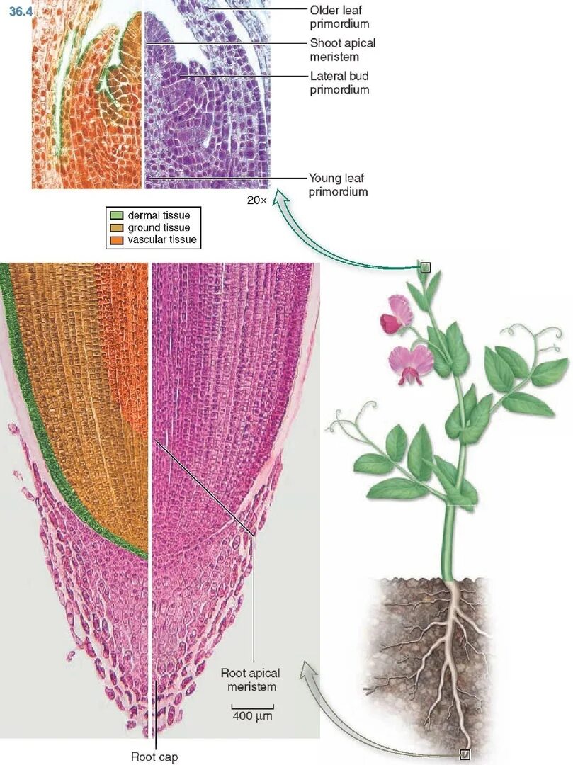 Какая часть у образовательной ткани. Верхушечная меристема образовательная ткань. Образовательная ткань растений меристема. Верхушечная образовательная ткань корня. Апикальные клетки меристем корня.