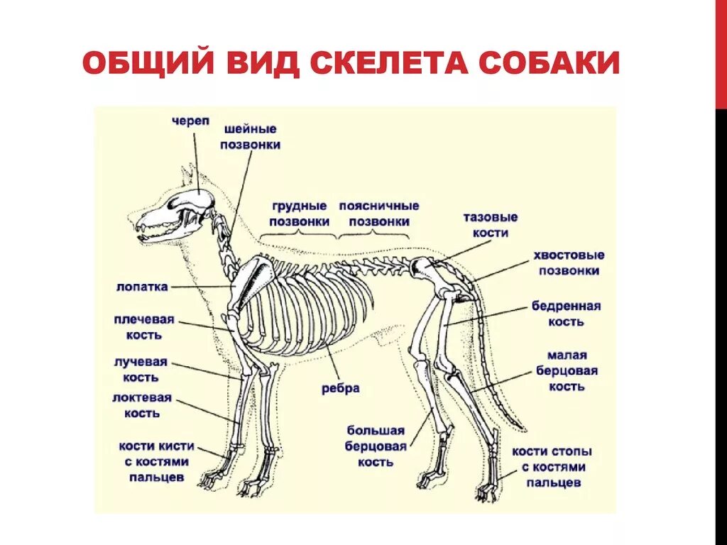 Скелет млекопитающих схема биология 7 класс. Опорно двигательная система млекопитающих схема. Скелет собаки строение схема. Внутренне строение собаки скелета.