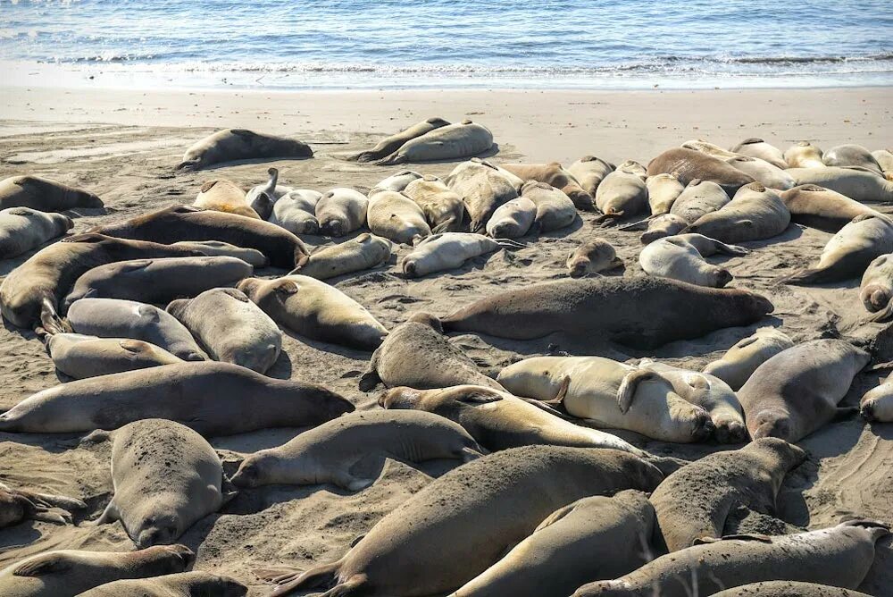 морские котики лежбище