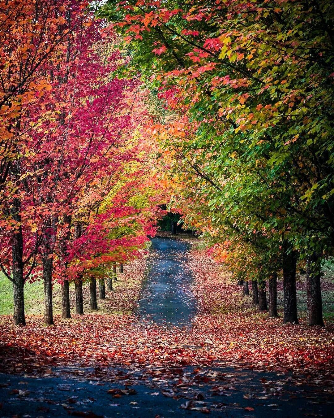 Fall in colours