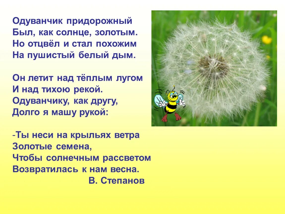 Стихотворение про одуванчик. Стих про одуванчик для детей. Одуванчик стихотворение для детей. Одуванчик для дошкольников.