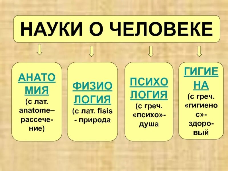 Презентация урока науки о человеке