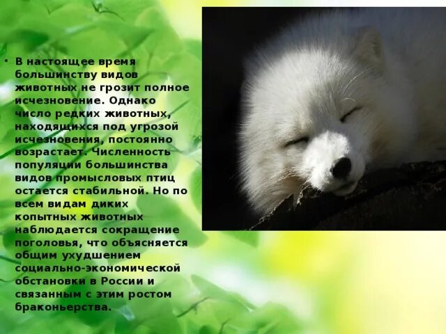 Как можно сохранить животных. Животные и птицы которым грозит исчезновение. сообщение о видах животных и птиц которым грозит исчезновение. животные нашего края которым грозит исчезновение. виды животных которым грозит исчезновение.