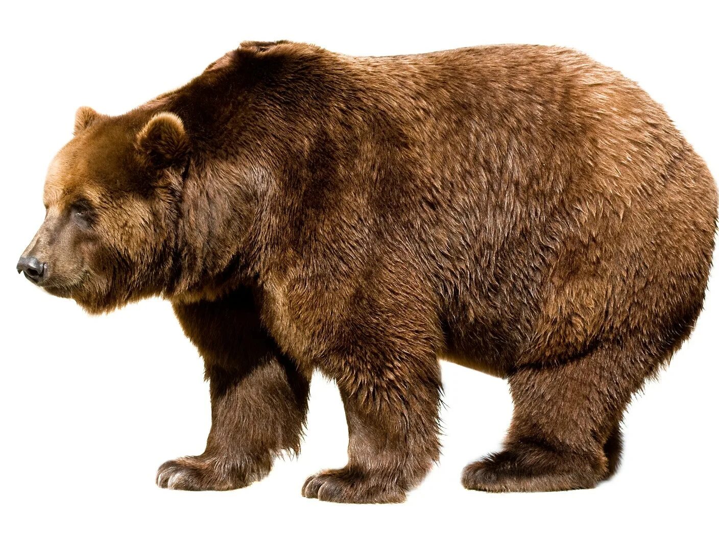 0 bear. Медведь по эстонски. Редкие виды медведей. Барибал шерсть. Животный мир прибайкалья питание животных.