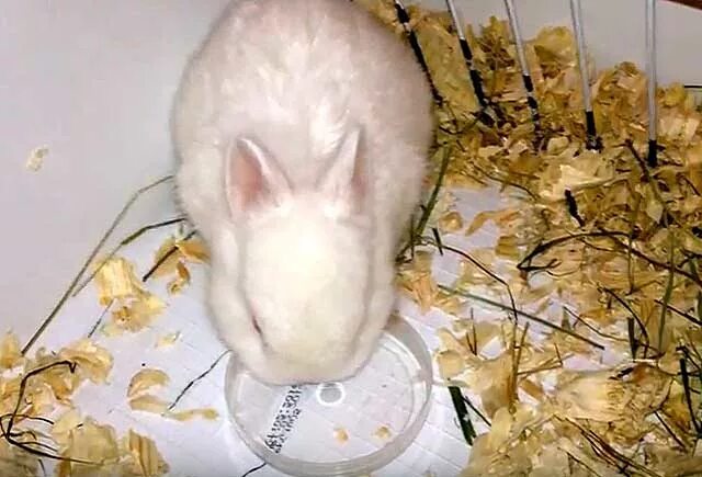 Откормленный кролик. Кормление декоративных кроликов. Крольчата 1 месяц.