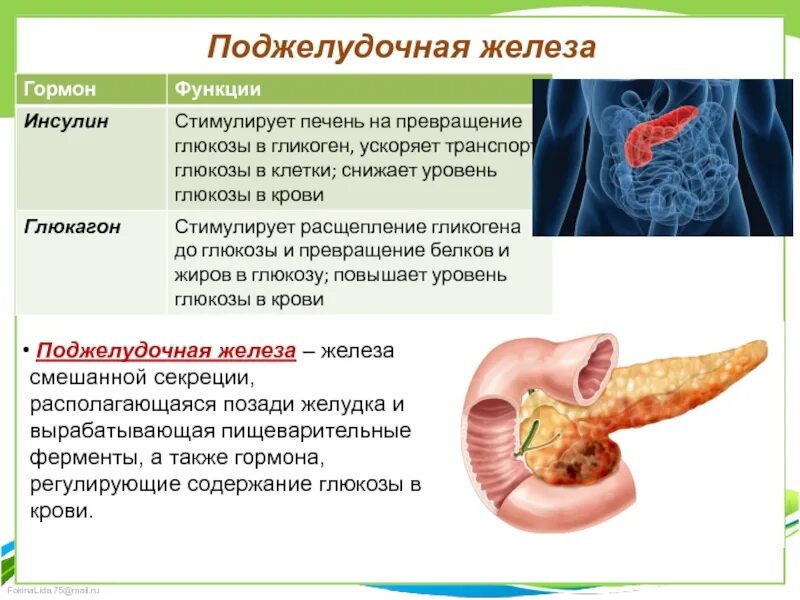 Железа печень вырабатывает. Поджелудочная железа секретирует инсулин. Функции инсулина поджелудочной железы. Функции инсулина в поджелудочной железе. Поджелудочная железа гормоны и функции.