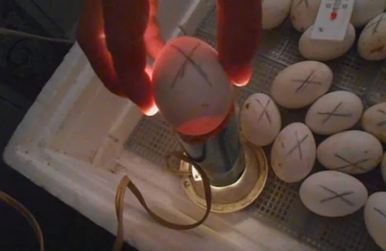 Через сколько дней проверять яйца в инкубаторе. Овоскопирование утиных яиц. Инкубация утиных яиц овоскопирование. Овоскопирование мускусной утки. Инкубация уток овоскопирование.