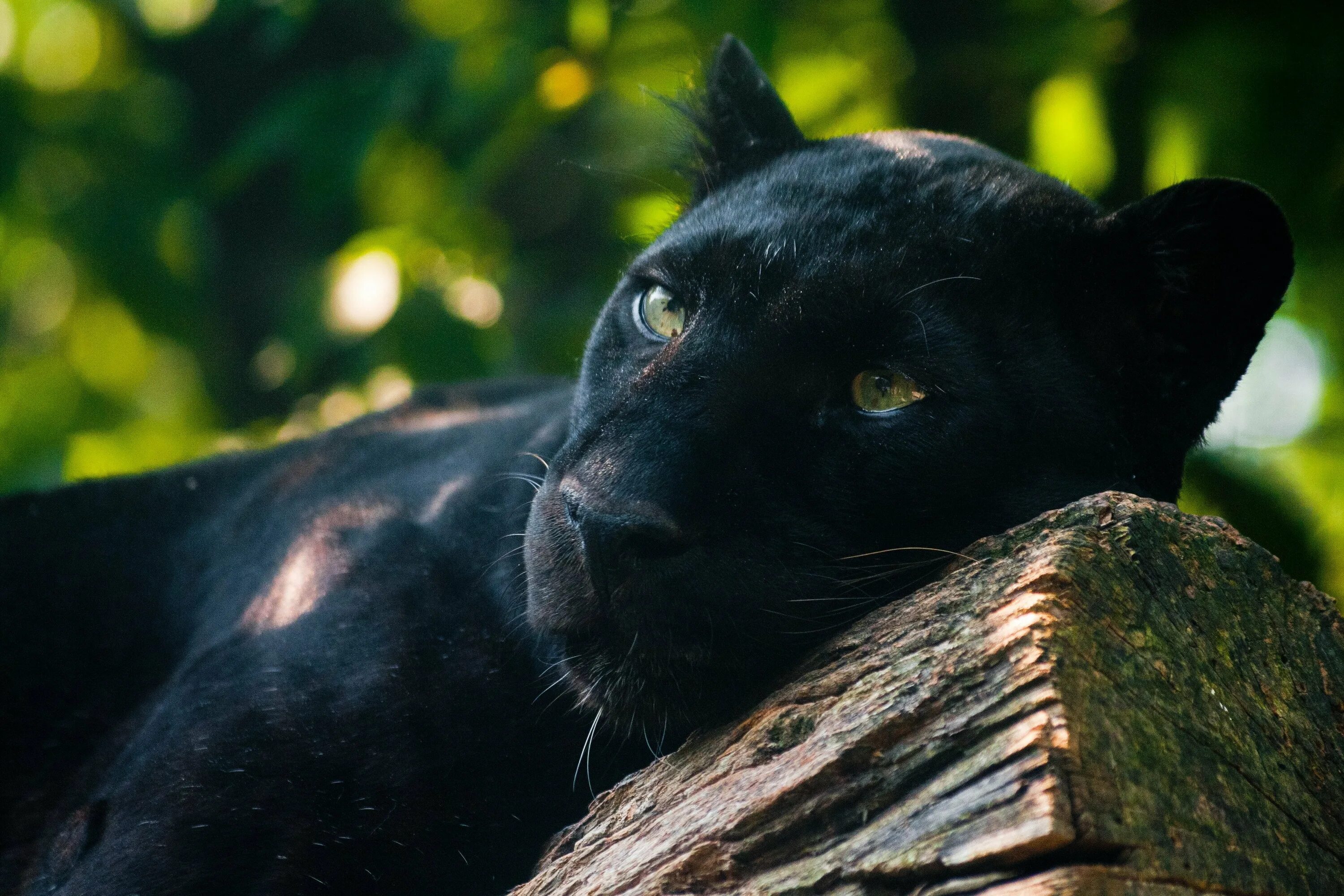 Черные фото с рисунком. Черная пантера Дедовск. Черный Ягуар животное. Ягуар меланист. Пума черная.