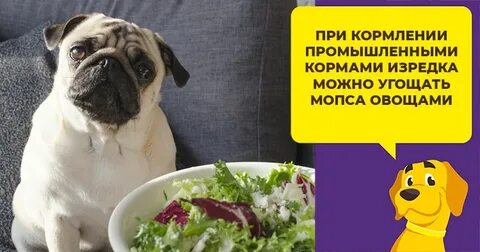 Мопс породы собак. Кутята мопса. Мопс породы собак. Мопсы с едой. Рацион мопса натуральной едой.