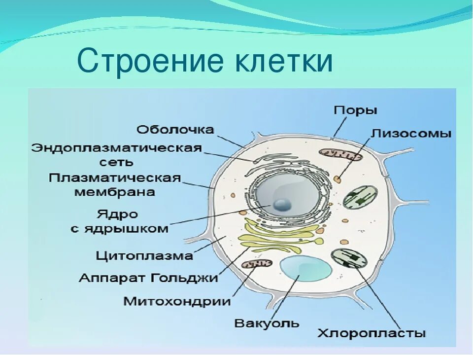 Каковы основные части. Структура живой клетки. Основные части клетки анатомия. Основные части клетки схема. Строение растительной и животной клетки 9 класс.