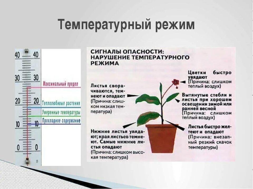 Температурный режим растений. Температурный режим для комнатных растений. Влияние температуры на растения. Температурные режимы комнатных цветов. Регулировать влажность