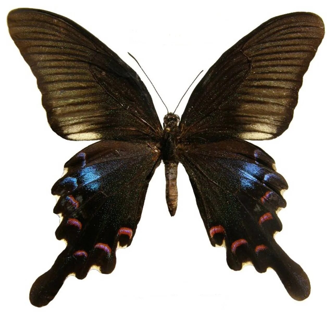 бабочки дешево. бабочка и корова. коллекция бабочек под стеклом. бабочка декоративная для украшения. бабочка декоративная на прищепке.